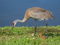 A1G6132c  Sandhill Crane (Antigone canadensis) - pair with 4-day-old colts